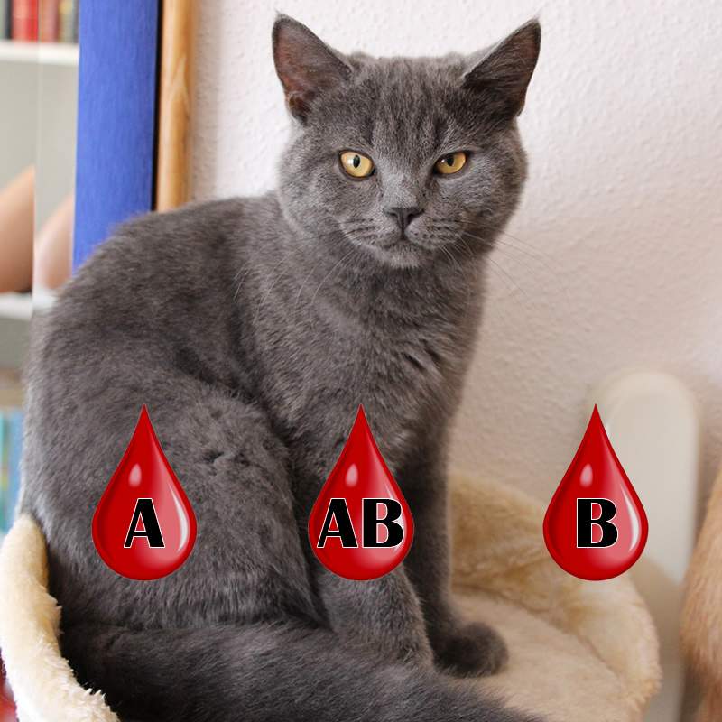 Kartäuser Britisch Kurzhaar Katze Farbe Blau Mit Einer