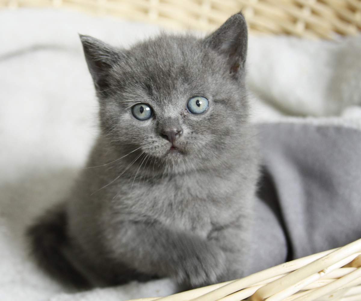 Bkh Zucht Informationen Zur Zucht Von Britisch Kurzhaar Katzen