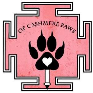 Britisch Kurzhaar Züchter BKH of cashmere paws